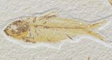 Diplomystus & Knightia Fossil Fish Plate - x #42491-1